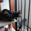 新型コロナ感染3日目