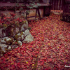 京都紅葉狩りの旅　１