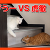 雄猫同士の闘い！ちびうーVS虎徹 ケンカするほど仲が良い？Fight between male cats!