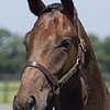 【キャロットクラブ】２歳馬情報！ソルドラード