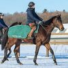 シルクなお馬さん（２歳・関西牡馬）