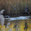 鳥の飛ぶ姿を追い求めて