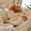 愛猫のくしゃみ連発につき、動物病院へ。