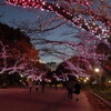【散歩】上野公園のイルミネーション