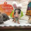 うさぎちゃんのハロウィンパーティー