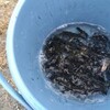 第2回やまめ稚魚放流実施