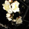白梅