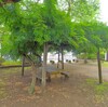 亀城公園の藤棚：近隣の藤棚ランク付き～つくば市とその周辺の風景写真案内（４４６）