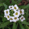 (267) Lobularia maritima