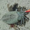 6月のイカシーズン到来。水島のサノヤスドックでエギング