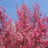 湘南ひらつか花火大会 ２０２２年 開催日 花火打ち上げ時間は？