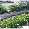 玉ねぎ苗植え付け完了
