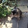ネコネコ日記
