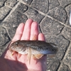 11/4(月)大雨後、カフェオレ色の木曽川でハゼ釣り！