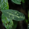 Aglaonema pictum"Multicolor"KTB from Aceh selatan【AZ0718-1a】No7