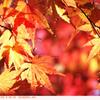 モミジの葉の紅葉〈７〉　散歩