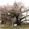 【日立市）助川小学校の五代桜・・