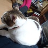 新！土曜日の恋猫！