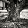 法隆寺境内の桜の古木