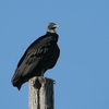 クロコンドル(Black Vulture)