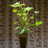 底穴がなくても植木鉢にする