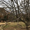 自然はいつも通り～Preparing for Blooming