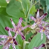 ホトトギスはほうれん草味の野草だ！！！