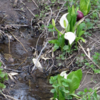 02, 05. 2022　水芭蕉開く