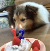 １２歳になりました♪