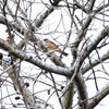 バフムジツグミ Clay-colored Thrush