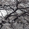 井の頭公園、桜は？？