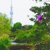 60.東京 向島百花園 萩のトンネル