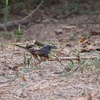 アカハラシキチョウ White-rumped Shama