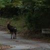 バイクで四寸岩山を目指すが鹿に遮られる