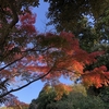 【鎌倉いいね】北鎌倉の紅葉情報（11月21日現在）