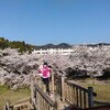 桜満開でお散歩