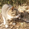 動物病院に救急で運び込まれた猫。助からず・・・・・