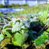 霜降とは何か？二十四節気を解説！
