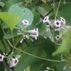 珍名の草花たち