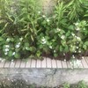 ドクダミ