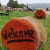 パンプキンパッチ（Swans Trail Farms）に行ってきた！