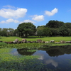 氷川公園