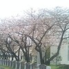 博多の桜