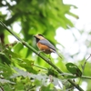 9月と10月の探鳥散策記録