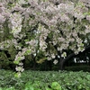 東京の桜と関西の桜