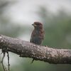 アフリカブッポウソウ(Broad-billed Roller)