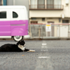 地元住宅街のねこさん