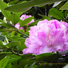 シャクナゲ,石楠花,Rhododendron
