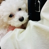 ふわふわの綿菓子みたいな犬！ビション・フリーゼの魅力とは？