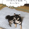 愛犬に愛されている証！？